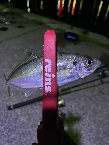 マアジの釣果