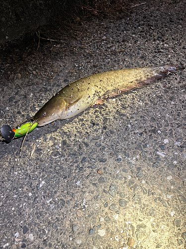 ニホンナマズの釣果