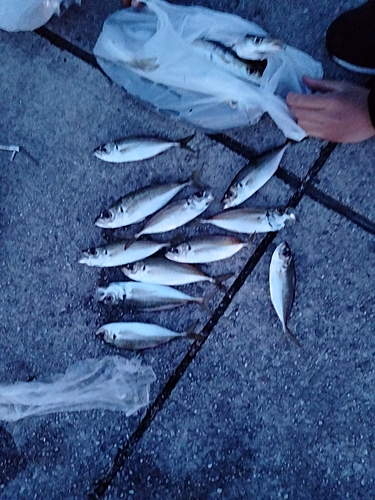 アジの釣果