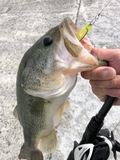 ブラックバスの釣果