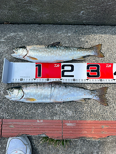 アメマスの釣果