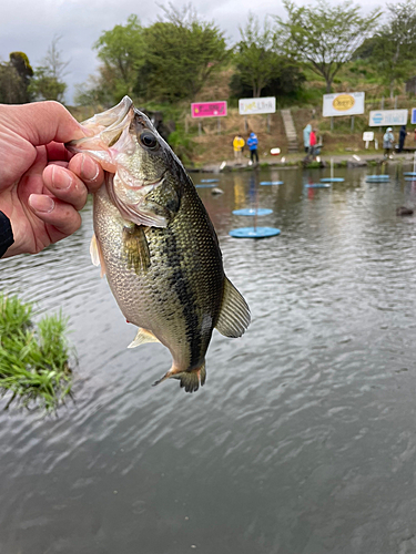 ラージマウスバスの釣果