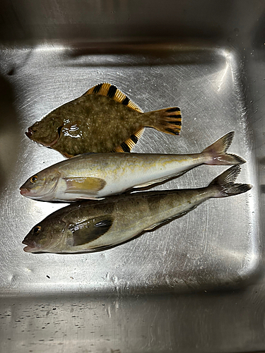 ホッケの釣果