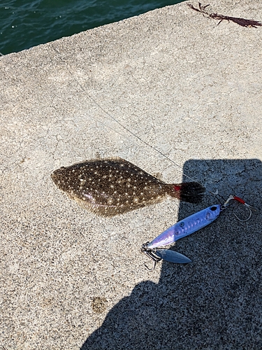 ソゲの釣果