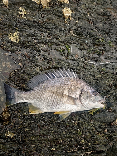 キビレの釣果