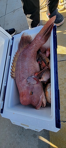 コブダイの釣果