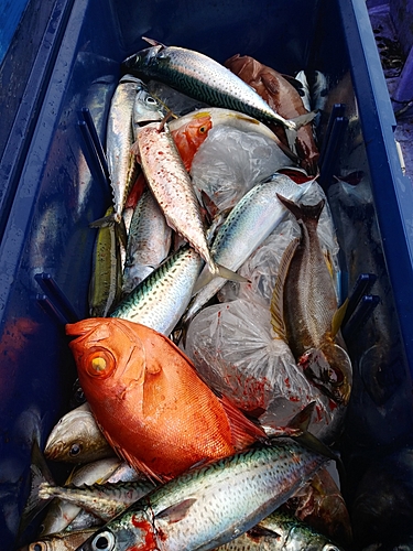 チカメキントキの釣果