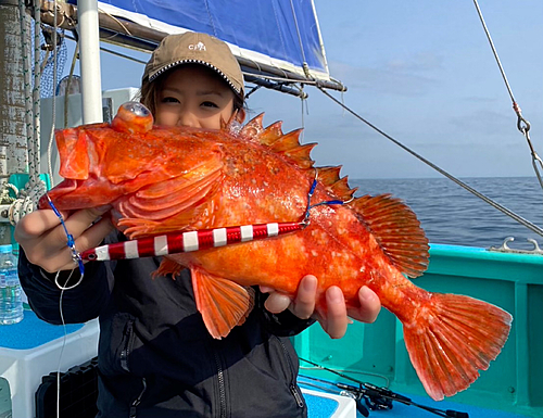 ウッカリカサゴの釣果