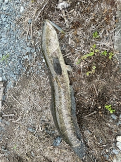 ライギョの釣果