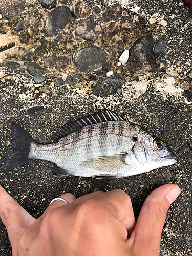 クロダイの釣果