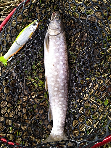 アメマスの釣果