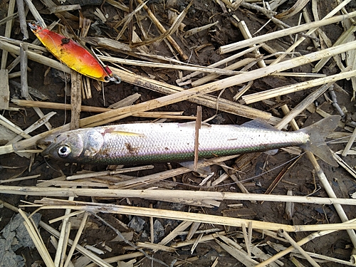 サクラマスの釣果