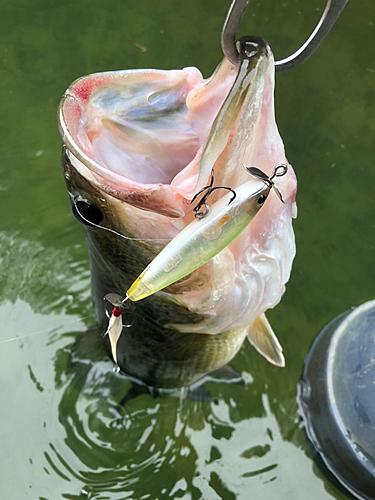 ブラックバスの釣果