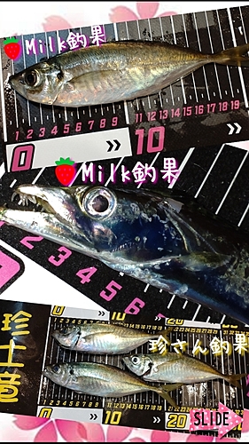 タチウオの釣果