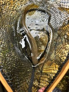 イワナの釣果