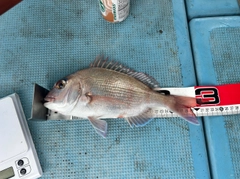 マダイの釣果