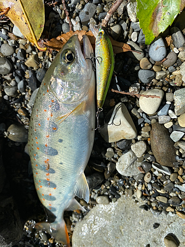 トラウトの釣果