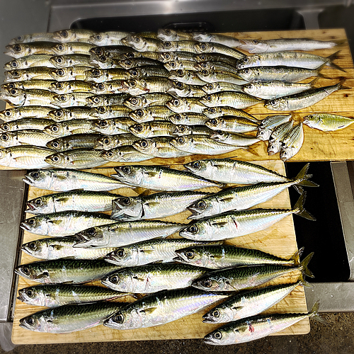 サバの釣果