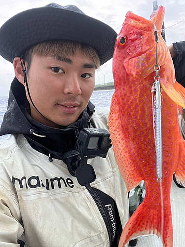 オジロバラハタの釣果