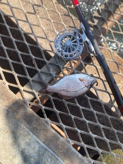 ウミタナゴの釣果