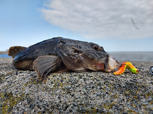 カジカの釣果