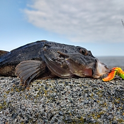 カジカ