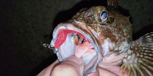 タケノコメバルの釣果