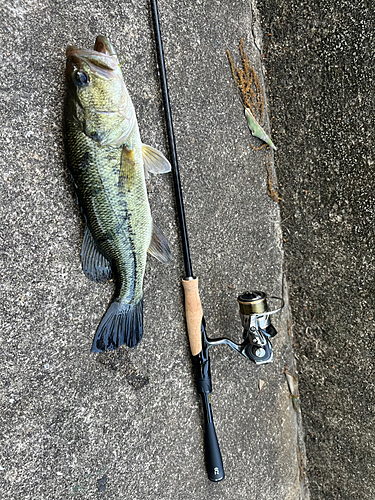 ブラックバスの釣果