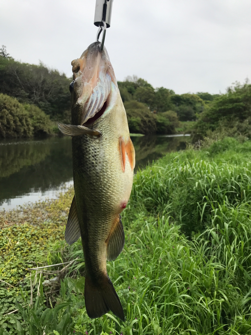 ブラックバス