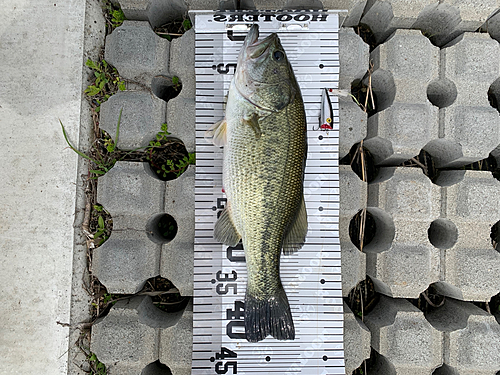 ブラックバスの釣果