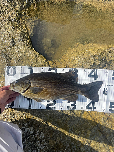 スモールマウスバスの釣果