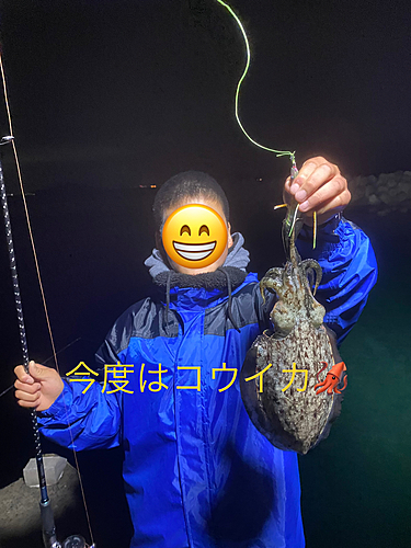 コウイカの釣果