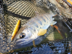 アマゴの釣果