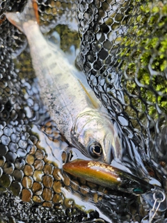 アマゴの釣果