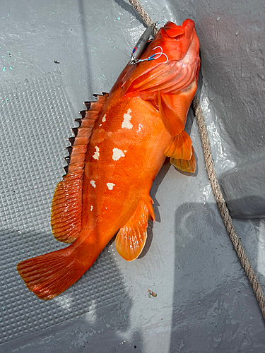 アカハタの釣果