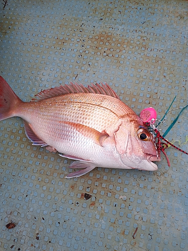 タイの釣果