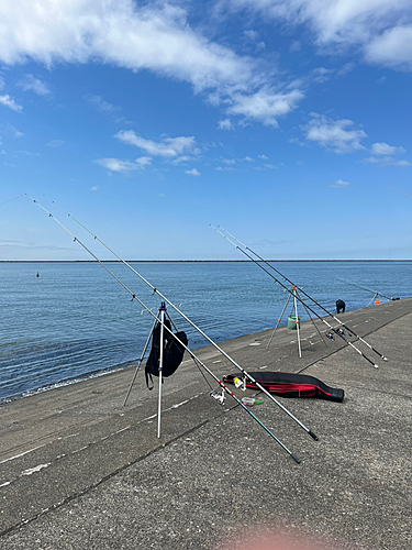 イワシの釣果