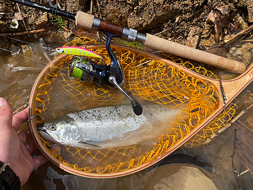 サクラマスの釣果