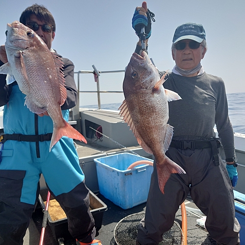 マダイの釣果