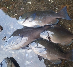 クチブトグレの釣果