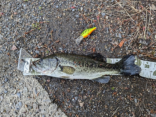 ブラックバスの釣果