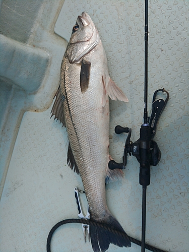 スズキの釣果