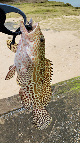 イシミーバイの釣果