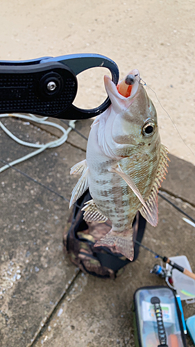 ムネアカクチビの釣果