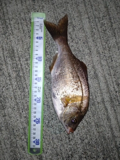 ウミタナゴの釣果