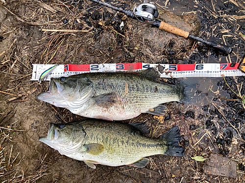 ブラックバスの釣果