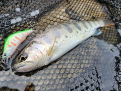 アマゴの釣果