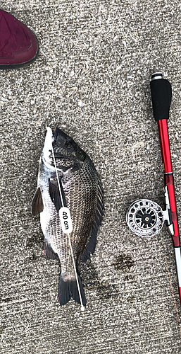 クロダイの釣果