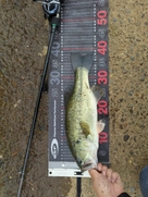 ラージマウスバスの釣果
