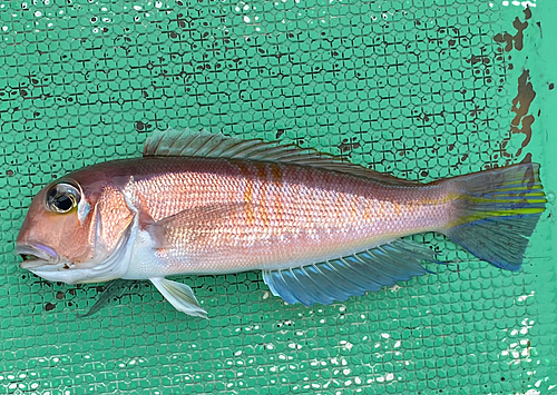 アカアマダイの釣果